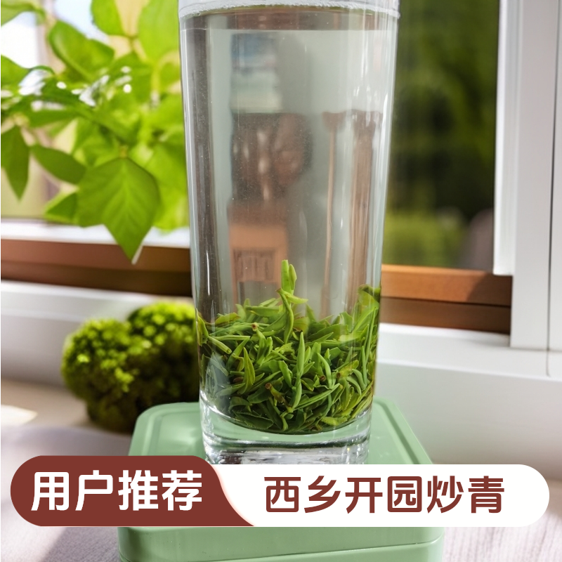 西乡炒青 头采249米250克 2025年