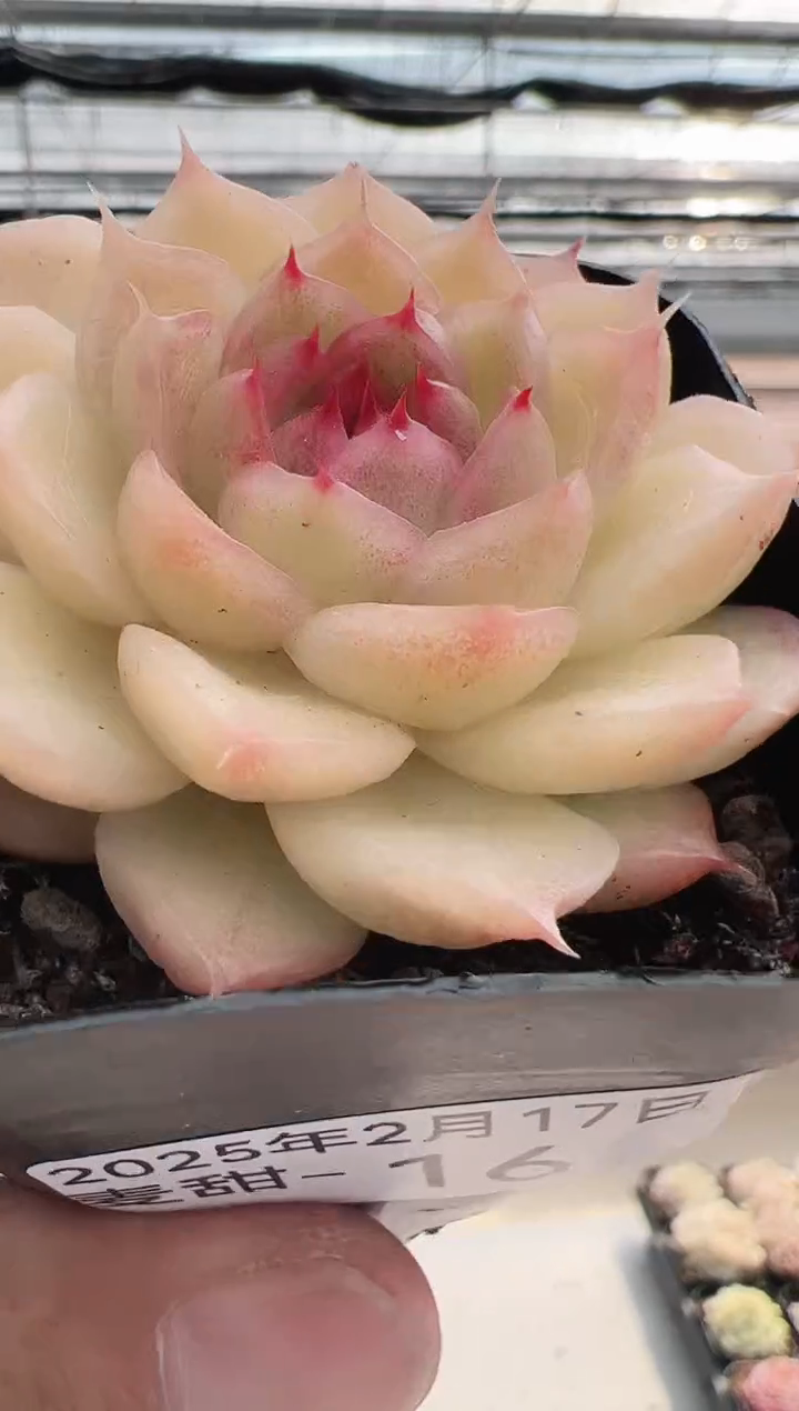 【闪购商品】麦甜-16