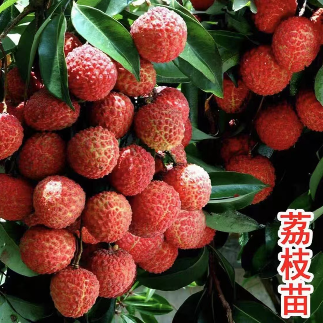 【荔枝树苗】正宗无核荔枝苗盆栽地栽阳台庭院种植 果树苗