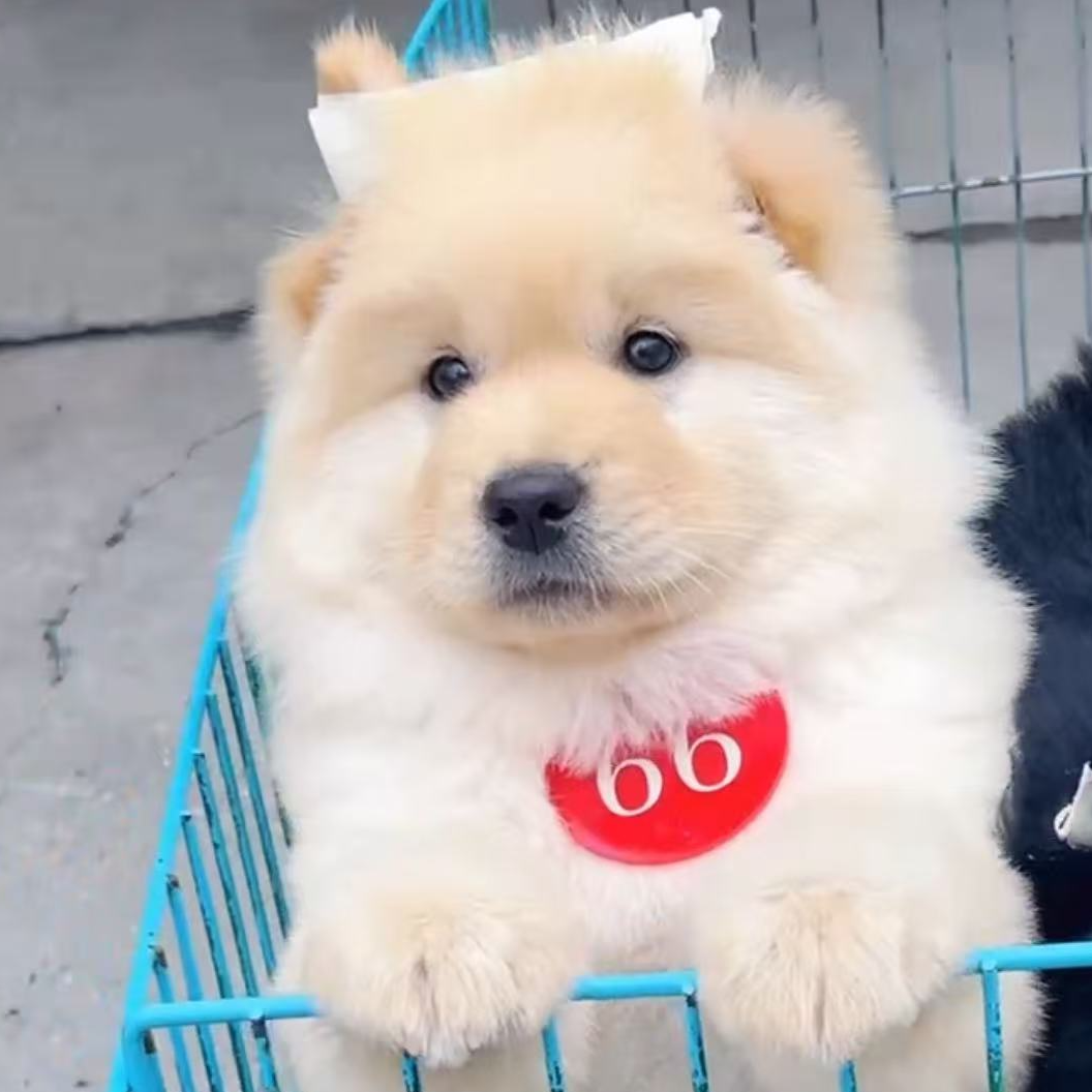 【八哥宠物】白土松中华田园犬★