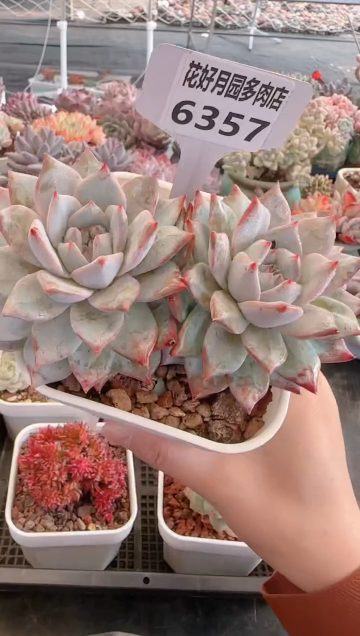 【闪购商品】6357粉蓝鸟