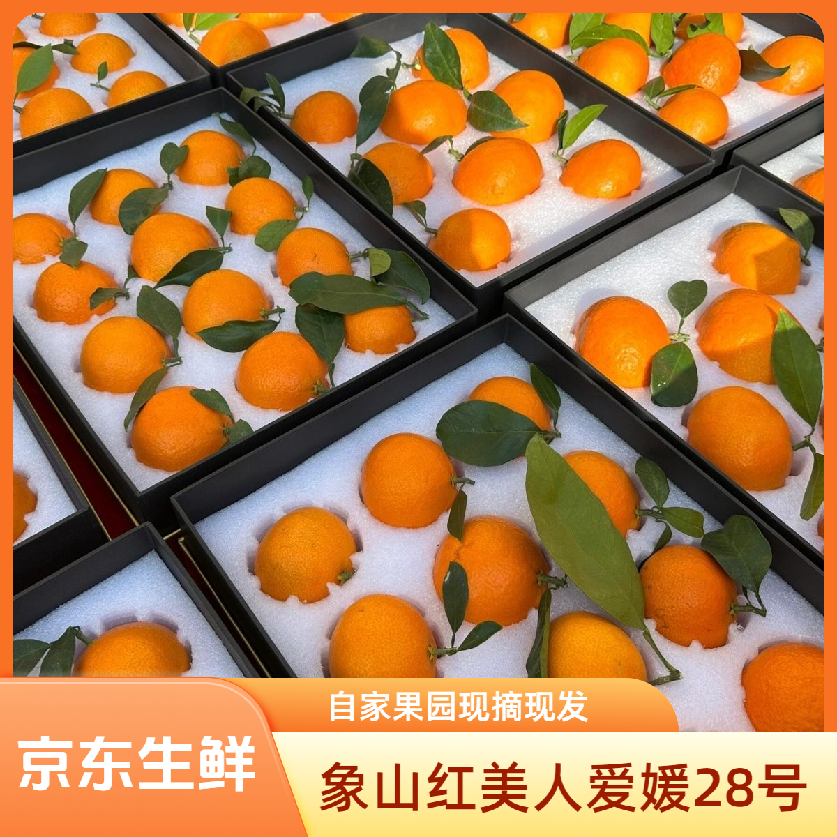 【正宗大棚象山红美人】家庭礼盒装5斤爱媛28号果冻橙皮薄多汁自家果园现采现摘现发浙江省