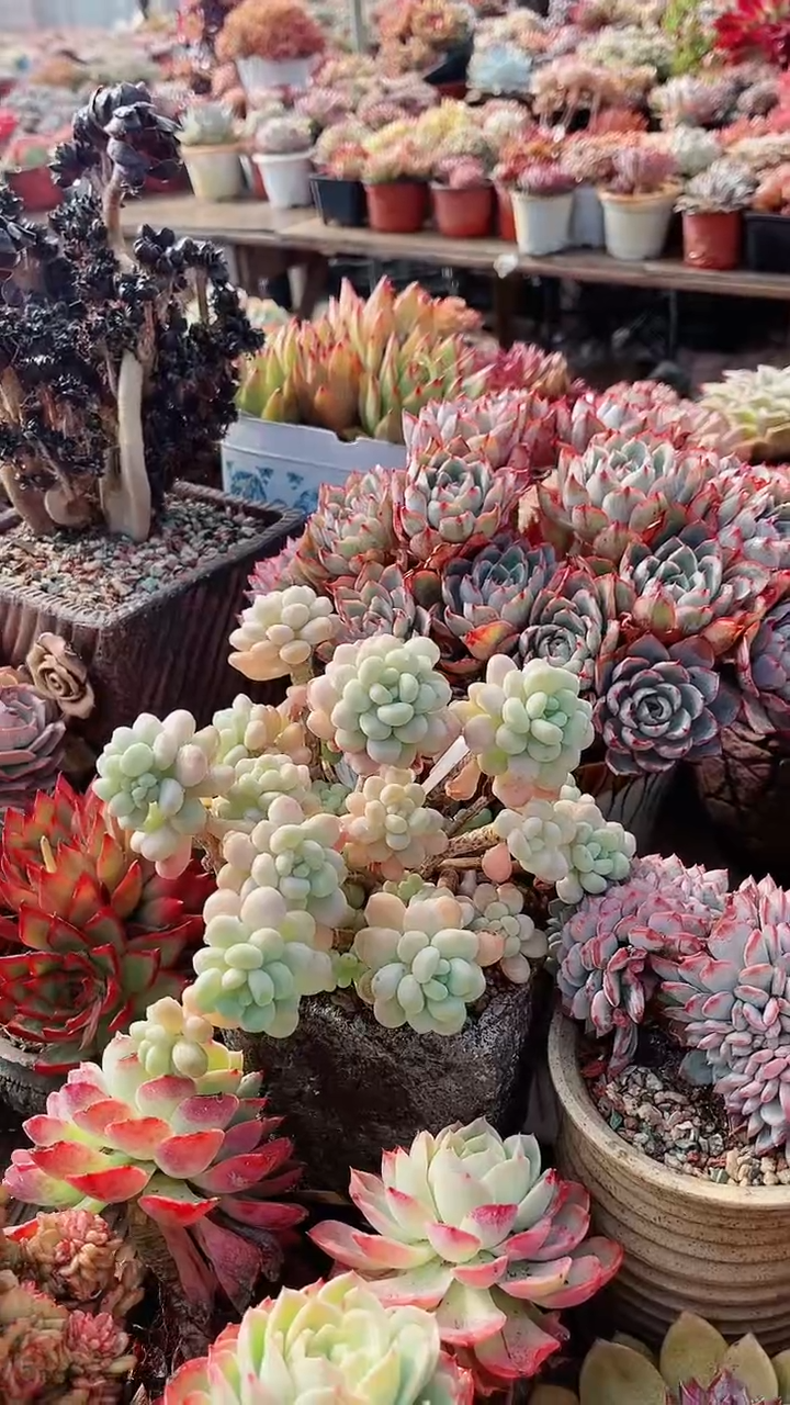 【闪购商品】13167