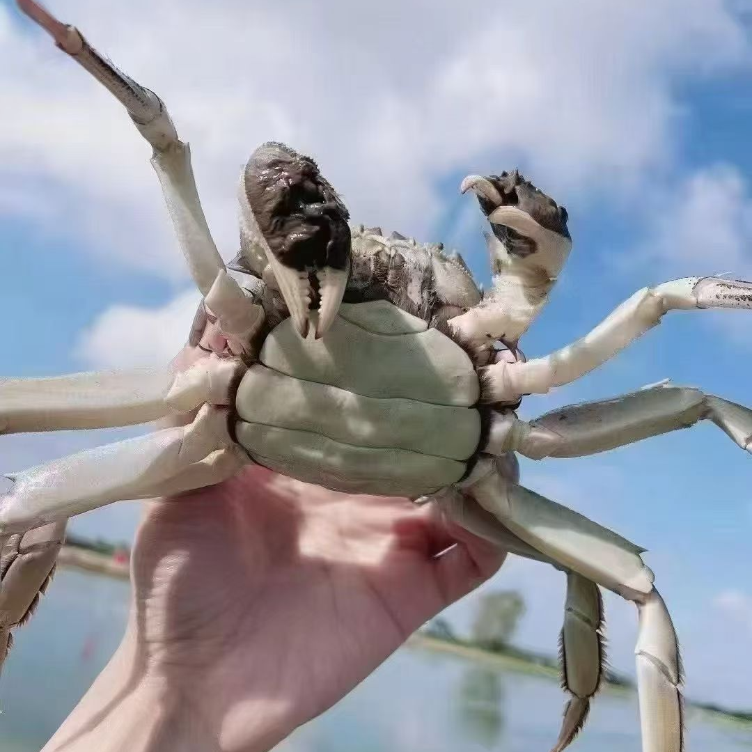 【活蟹】兴化红膏大闸蟹 全公 不全脚 3.8-3.5两 9-11只 3斤装 