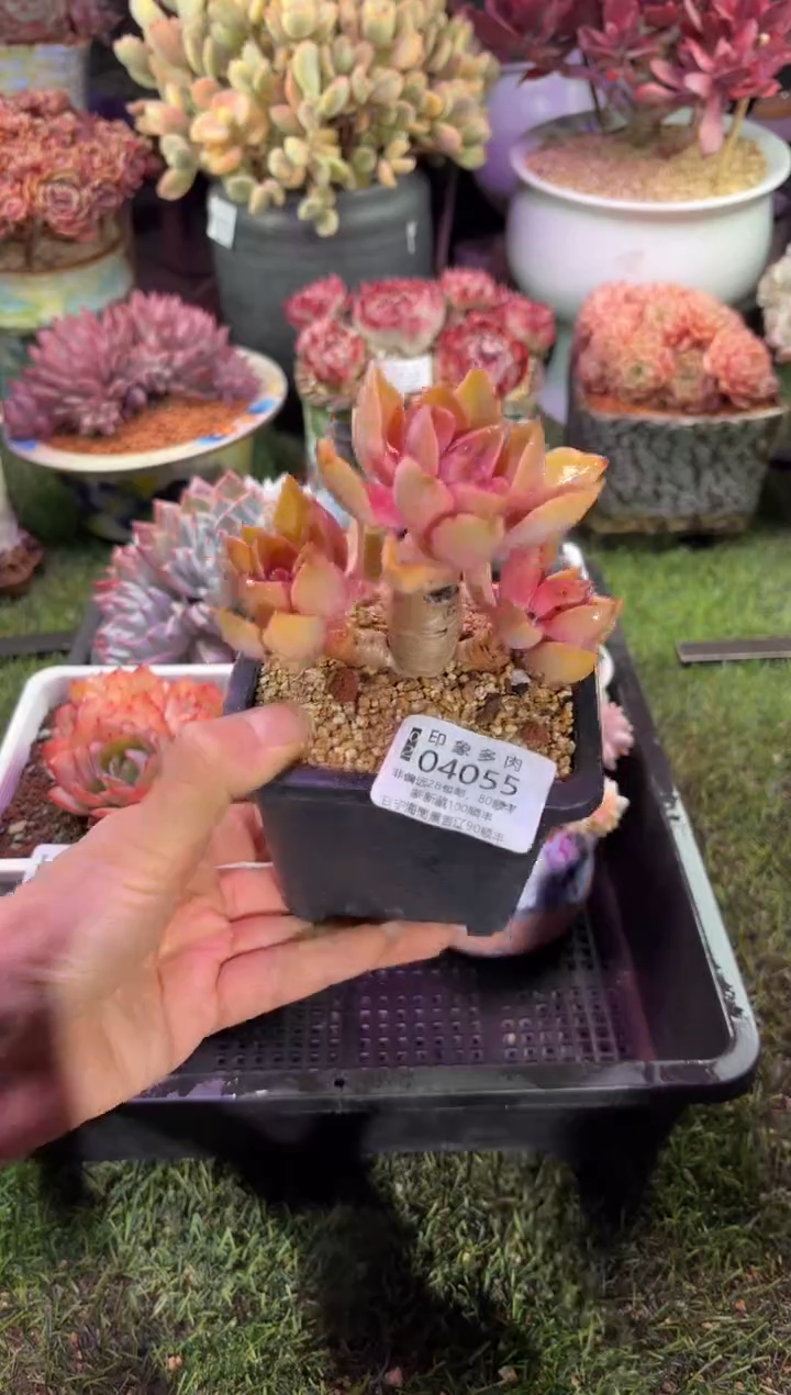 【闪购商品】04055