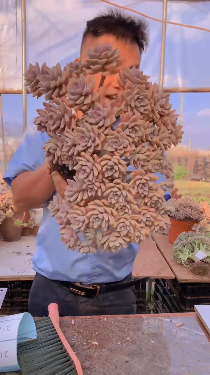 【闪购商品】缀化217