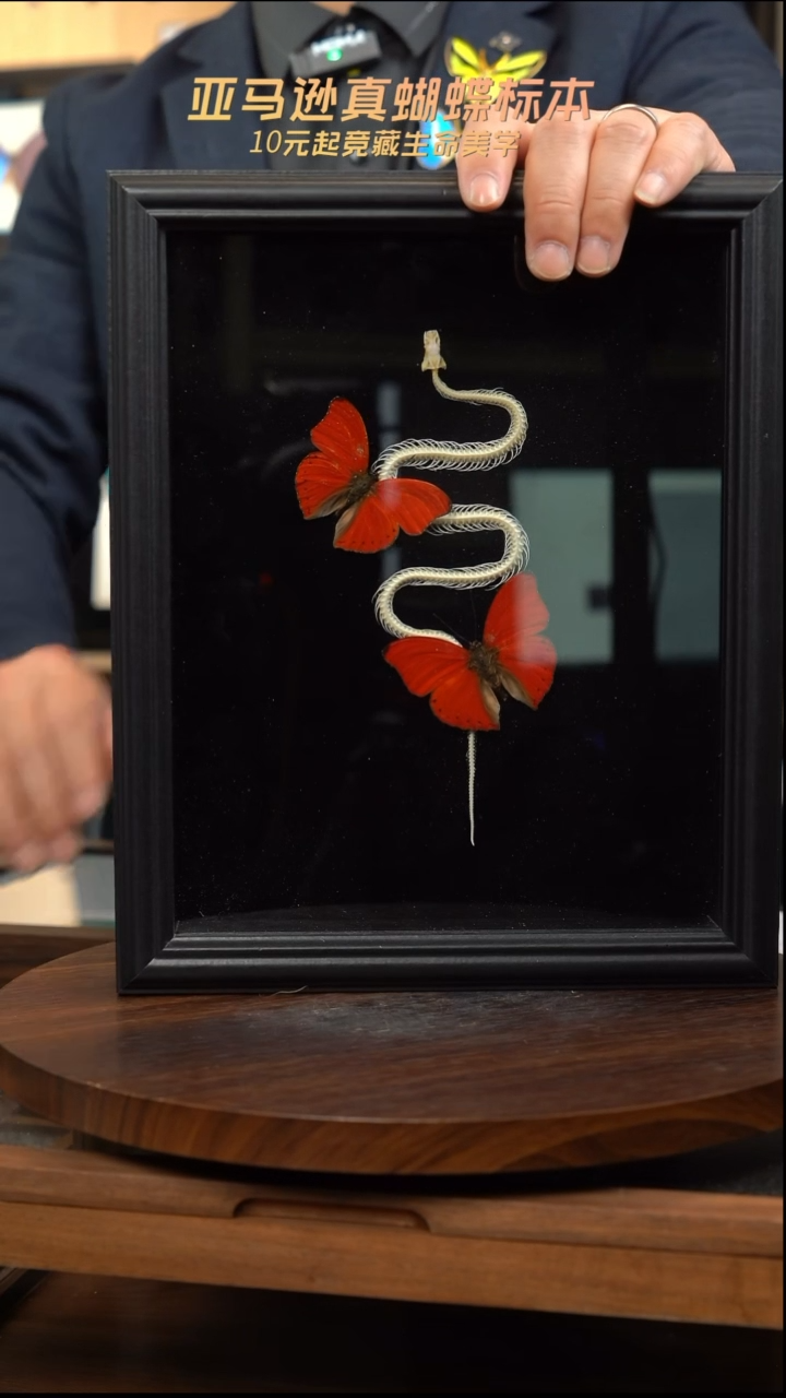 血漪双蝶+蛇骨标本