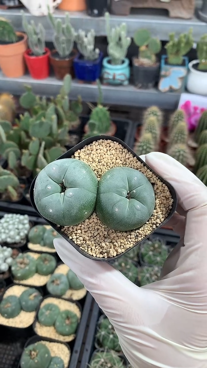 双头鱼 一物一拍