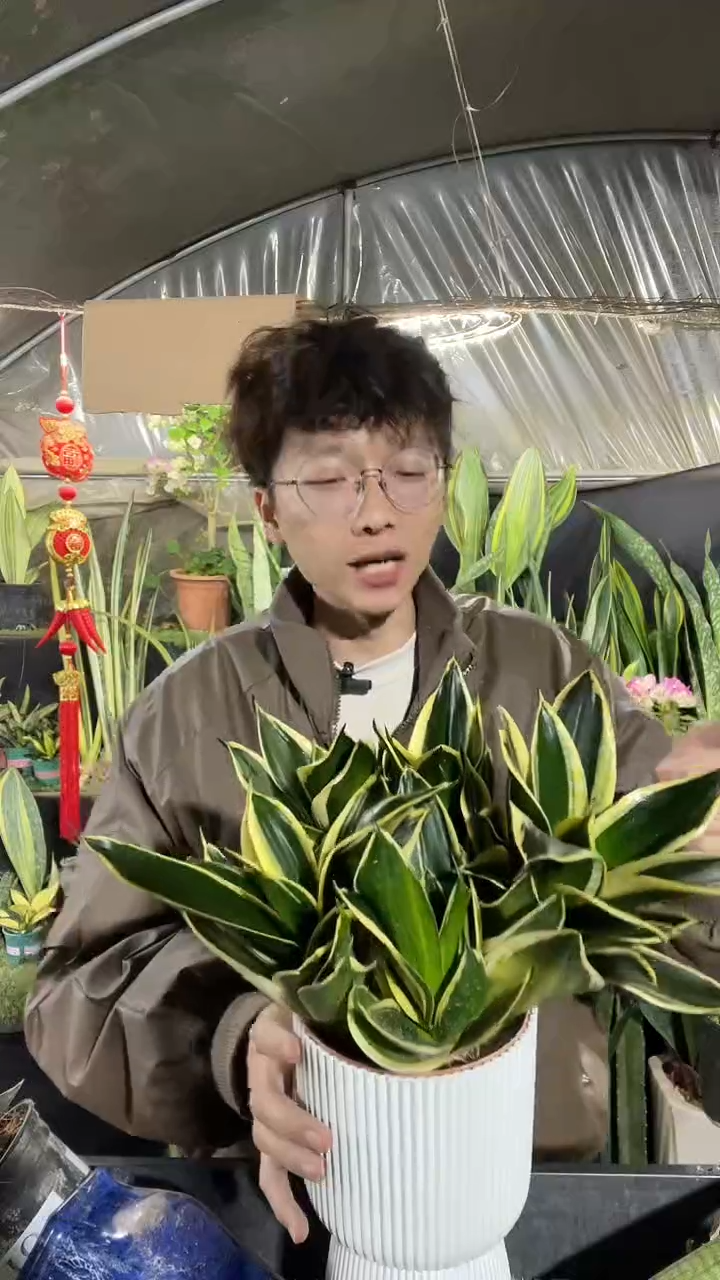 金荷花带盆土10厘米11.5