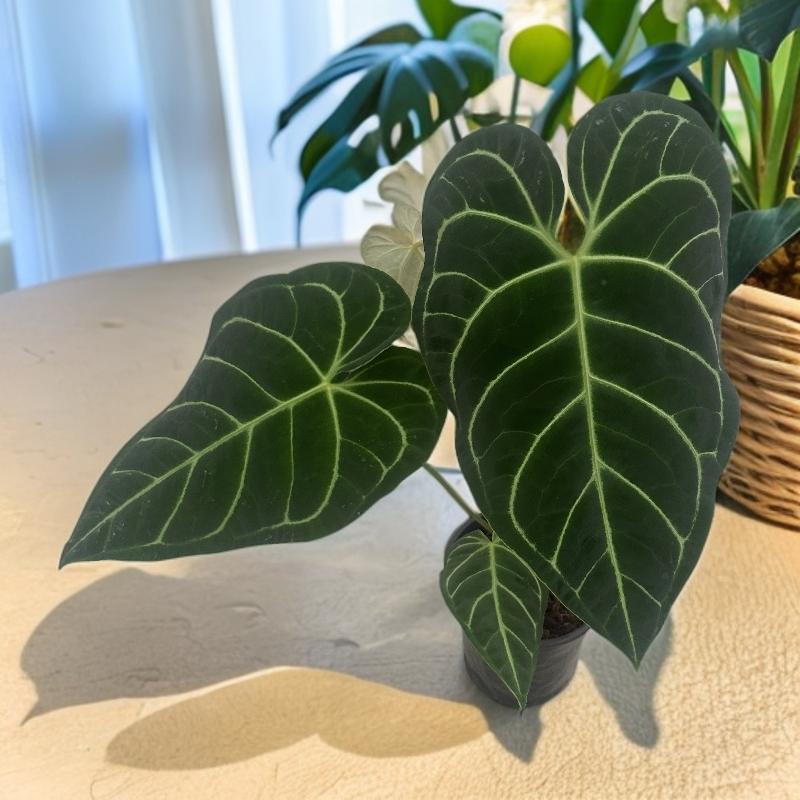 帝王花烛室内网红好养耐看绿植盆栽天南星科吸甲醛