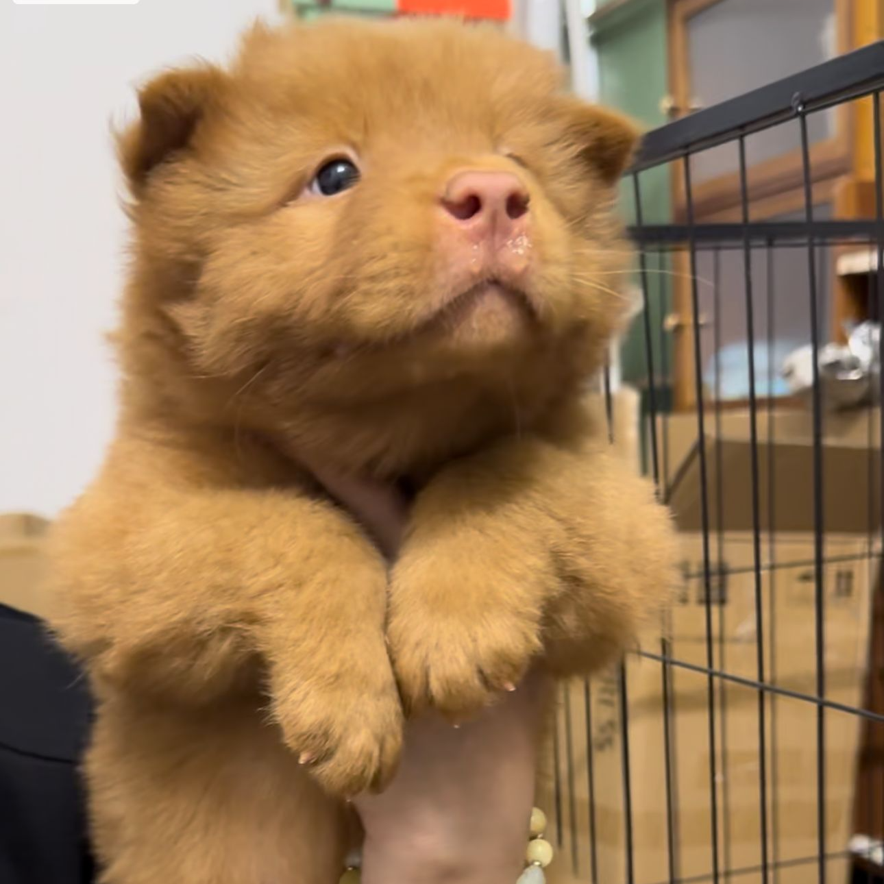 中华田园犬活体五红幼崽