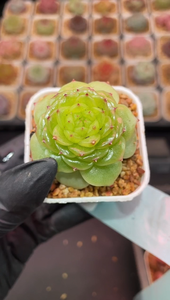 闪购274  翡皇多肉一颗