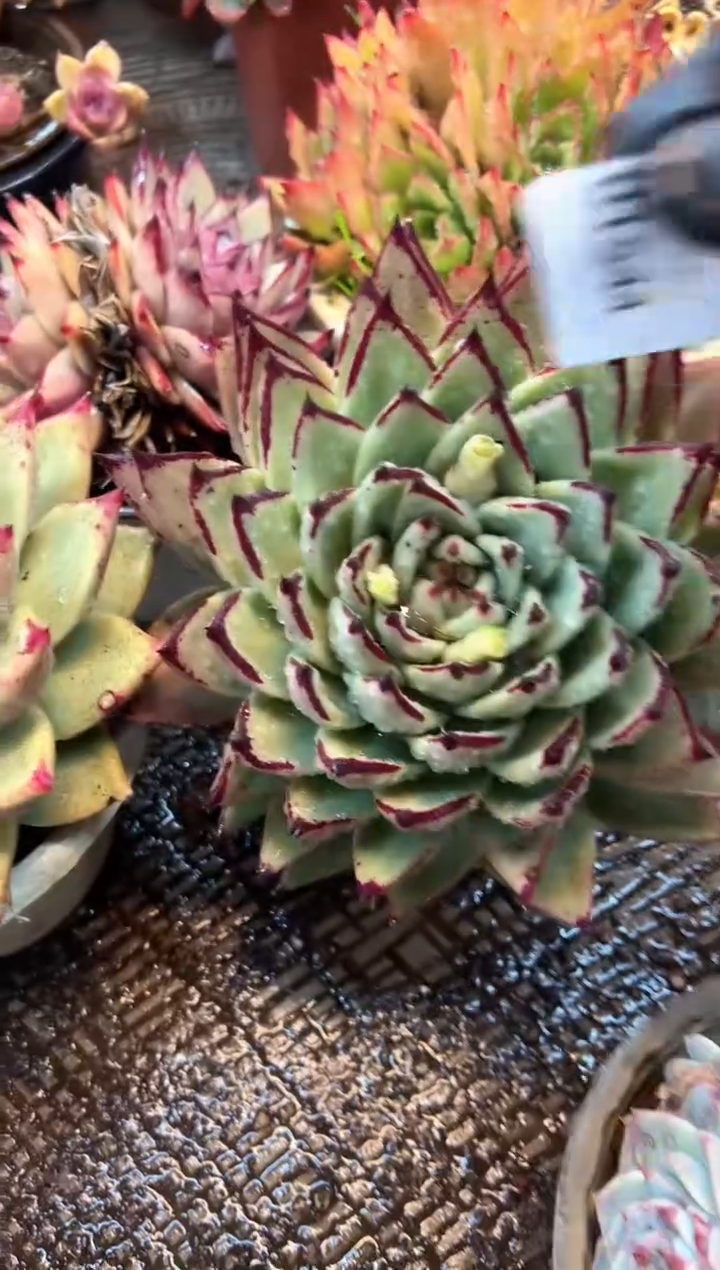 猫*呜多肉植物一物一拍01544