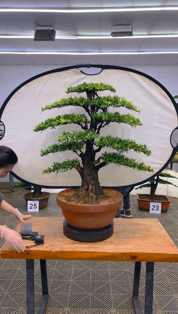 无花朵凯*一物一拍一物一拍
