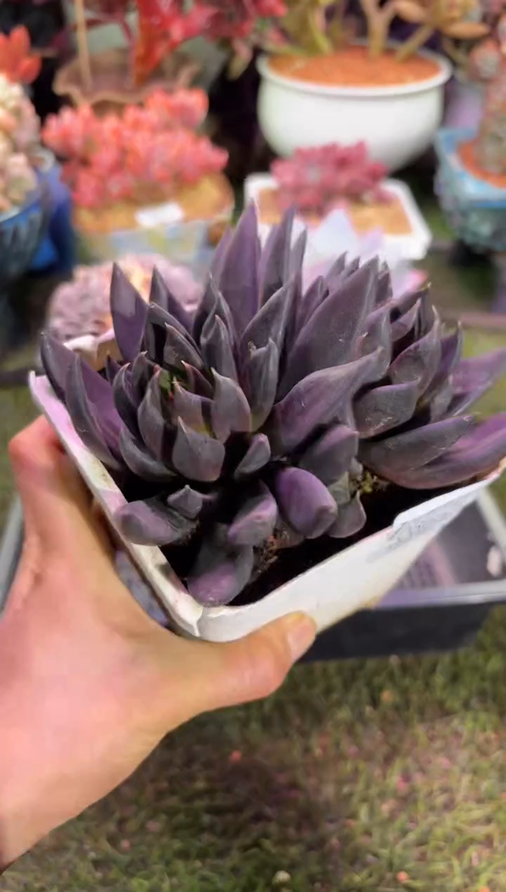 【闪购商品】08660