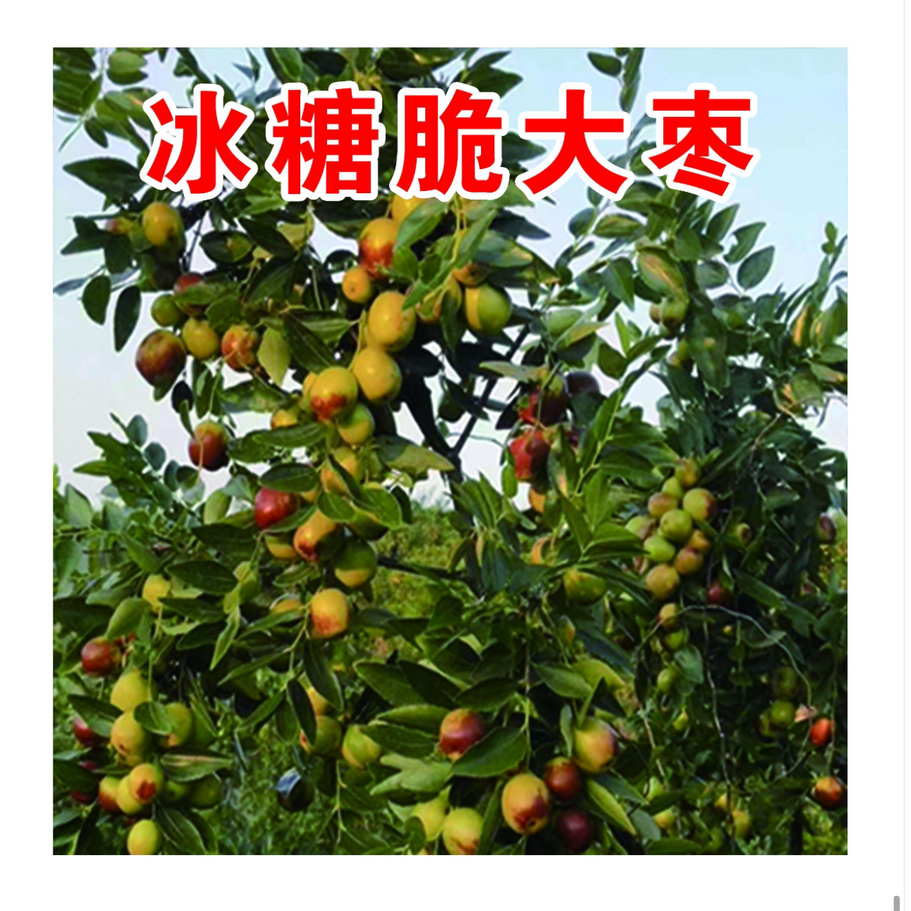 冰糖脆大枣一年生种子