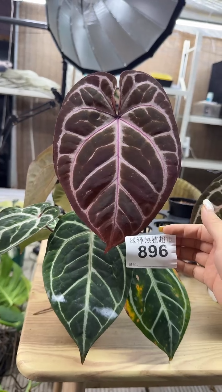 完全开放896  绝绝紫