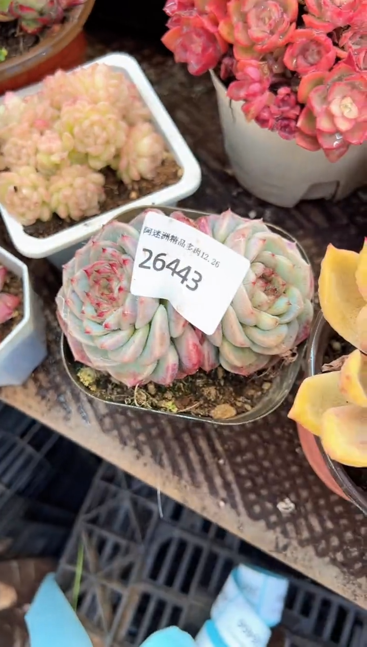 猫*多肉植物一物一拍26443