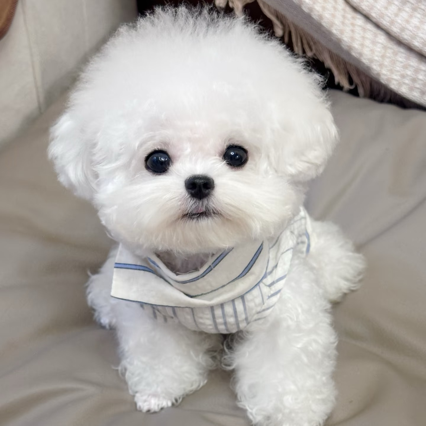 可爱小型比熊宠物狗家庭陪伴萌宠通用链接