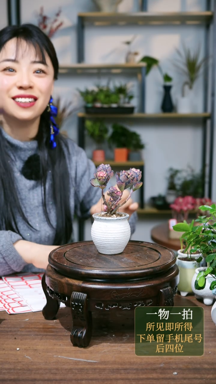 【闪购商品】143---2774白多肉