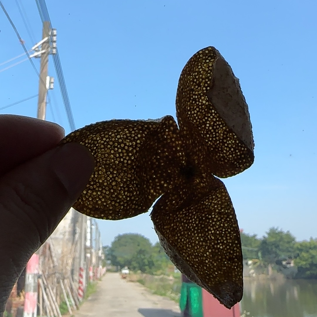 双水桥美村  34年老树 大红油仔皮 圈枝 细种油身