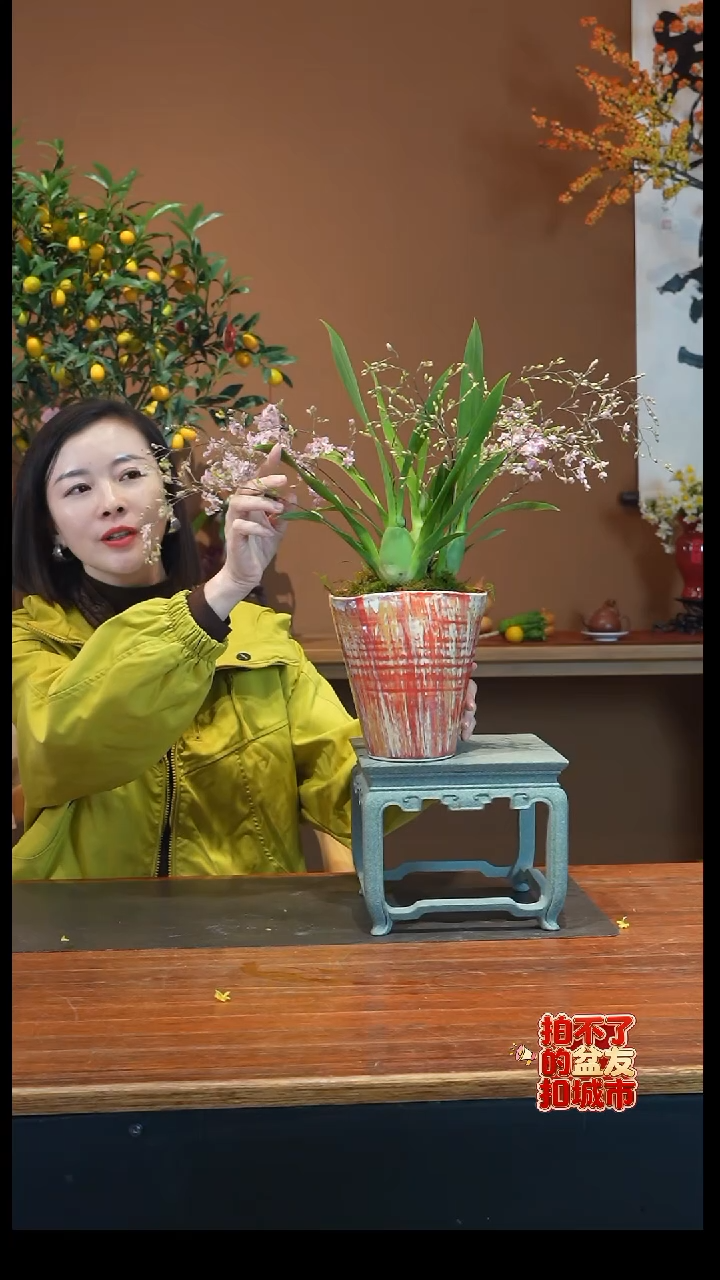 全部花朵粉色梦香兰盆景盆景盆景
