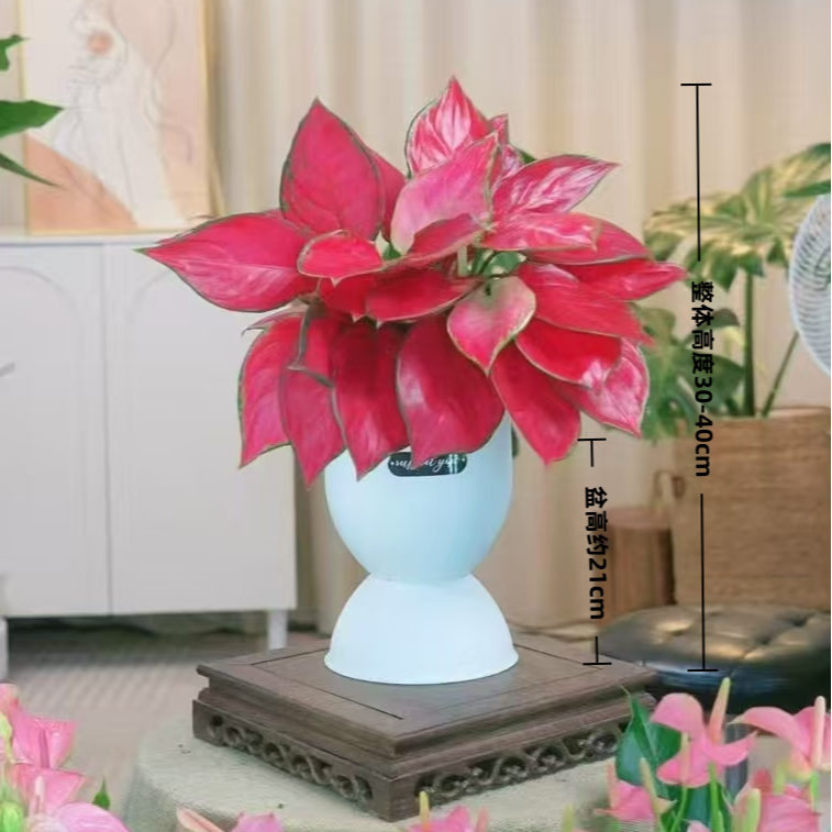 吉利红如意红绿植室内盆栽如意皇后办公室桌面好养绿植30-40cm