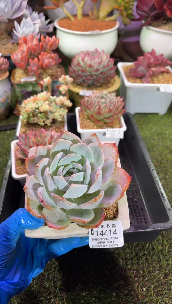 【闪购商品】14414