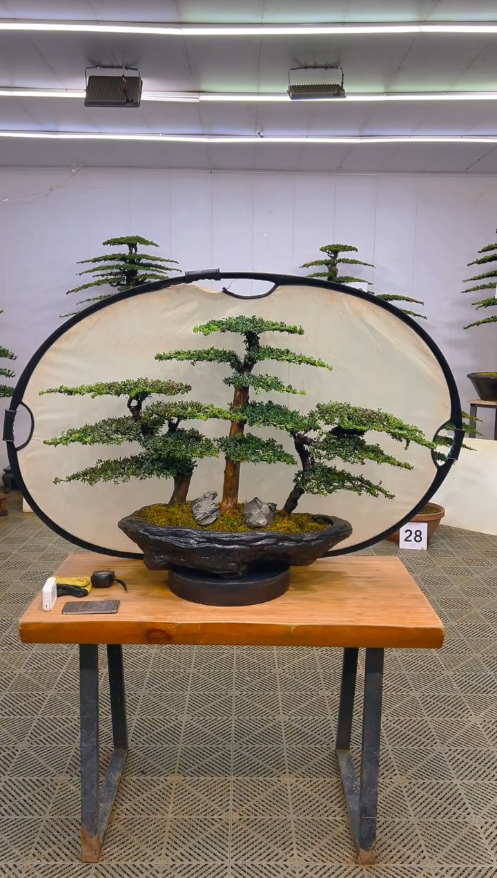 无花朵一物一拍一物一拍