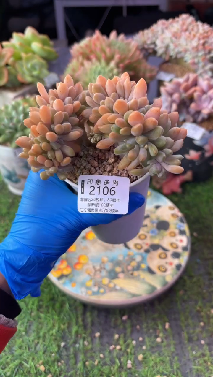 昆明印象多肉2106