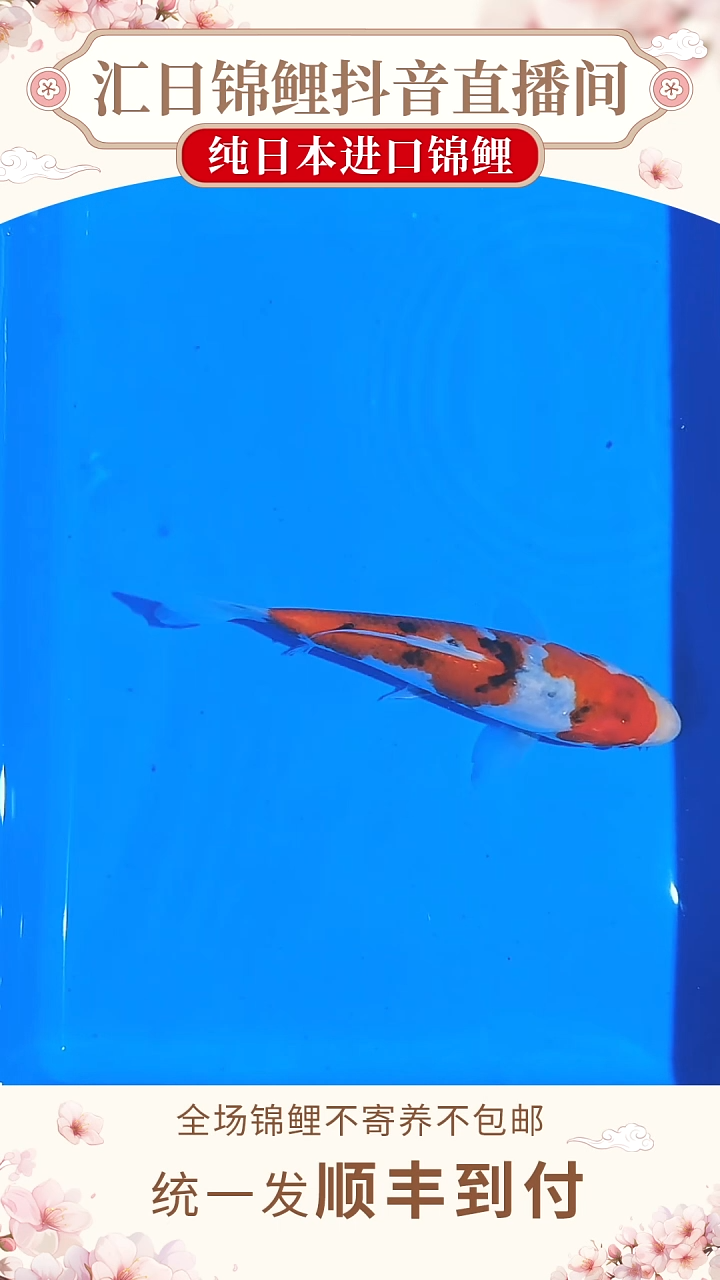 锦鲤浦川红白/大正--A01（锦鲤发顺丰到付）