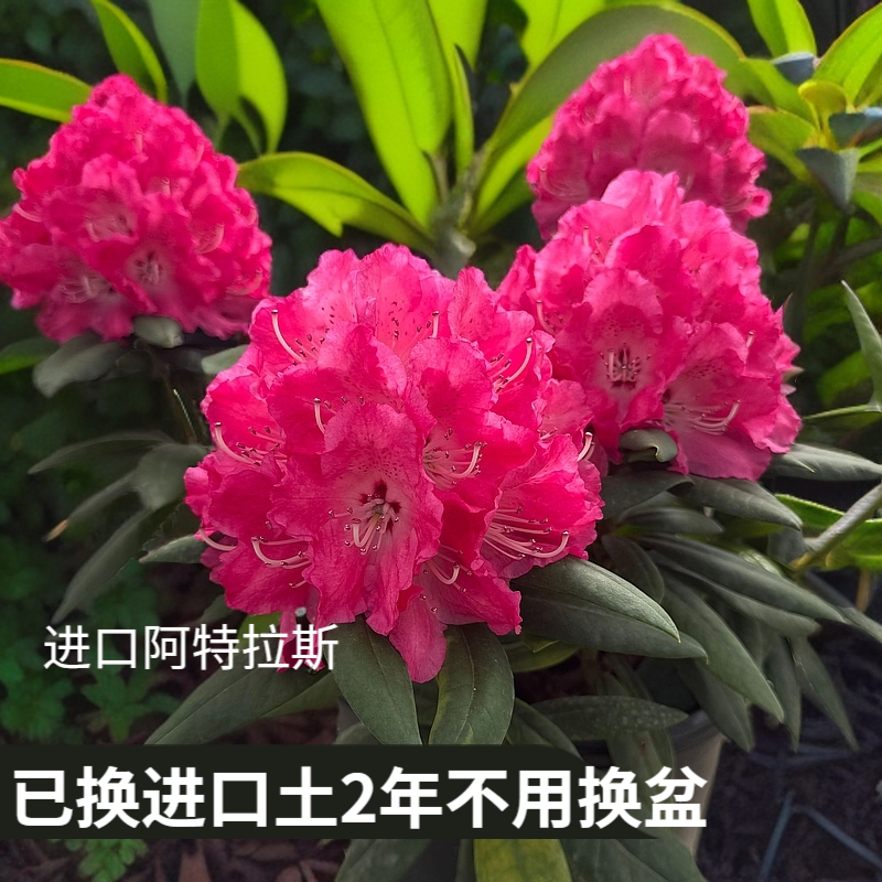 进口【阿特拉斯】老桩进口高山杜鹃熟花发货半开不算