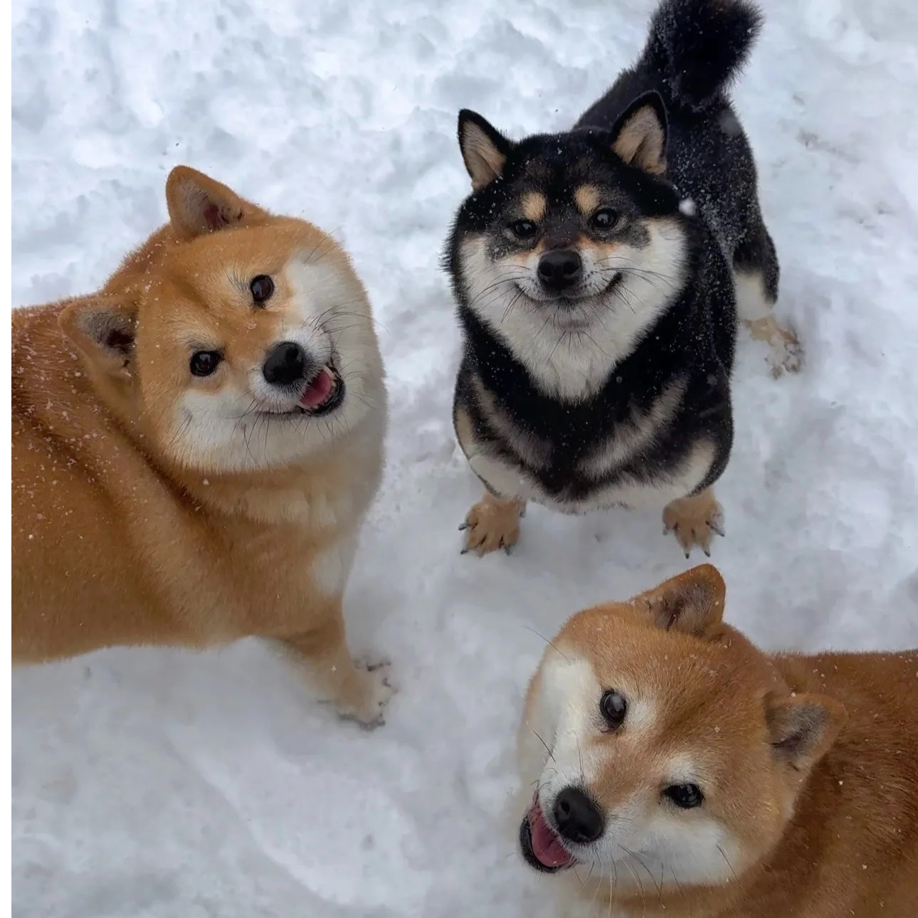 【焌焌】旺宅柴犬一宠一拍链接