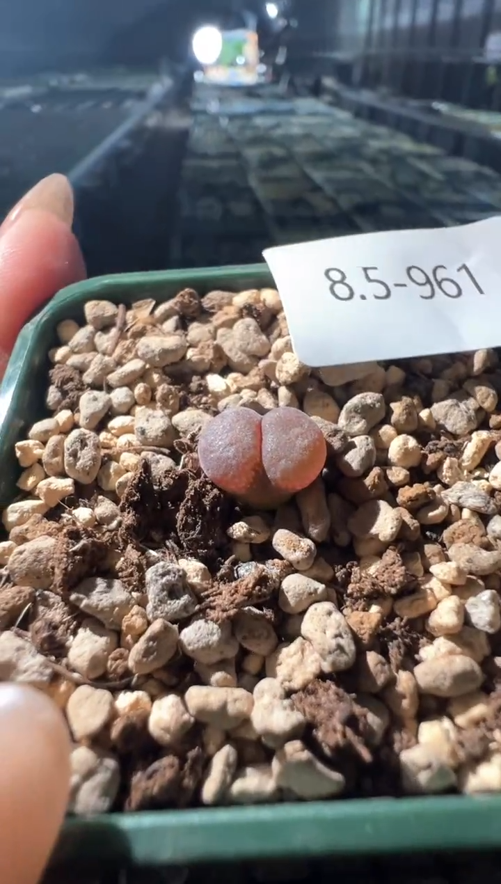 961.................