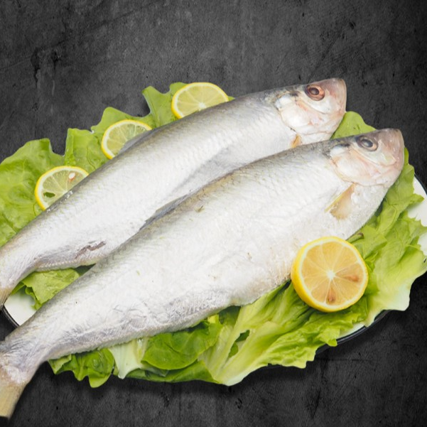 【快鱼】新鲜快鱼野生海鱼 肉质鲜嫩 经济实惠