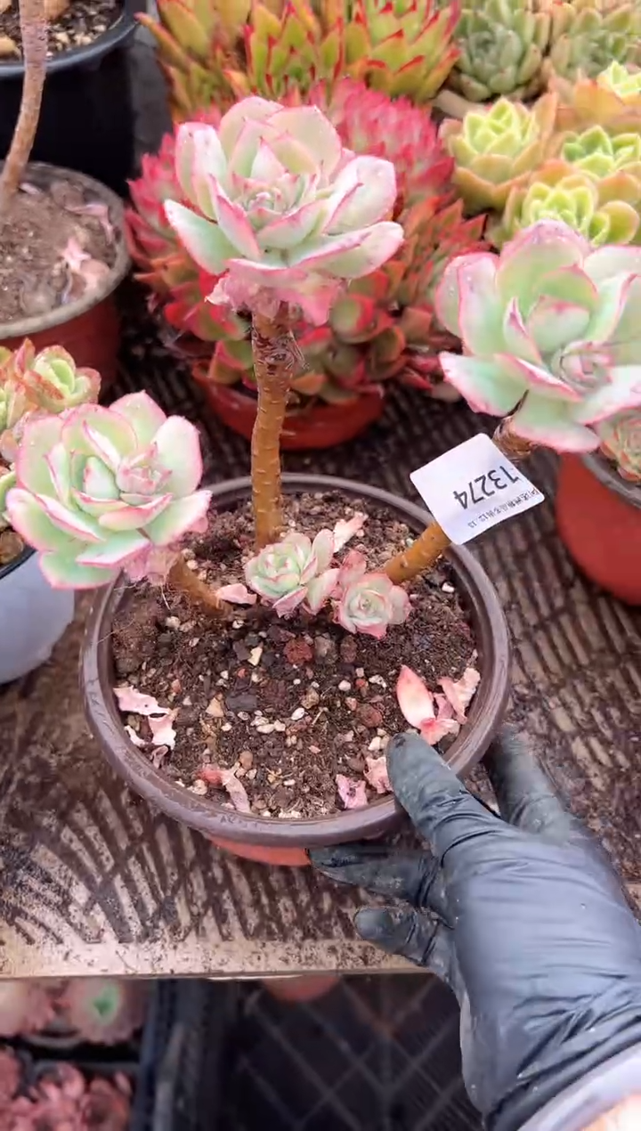 酒*多肉植物一物一拍13274