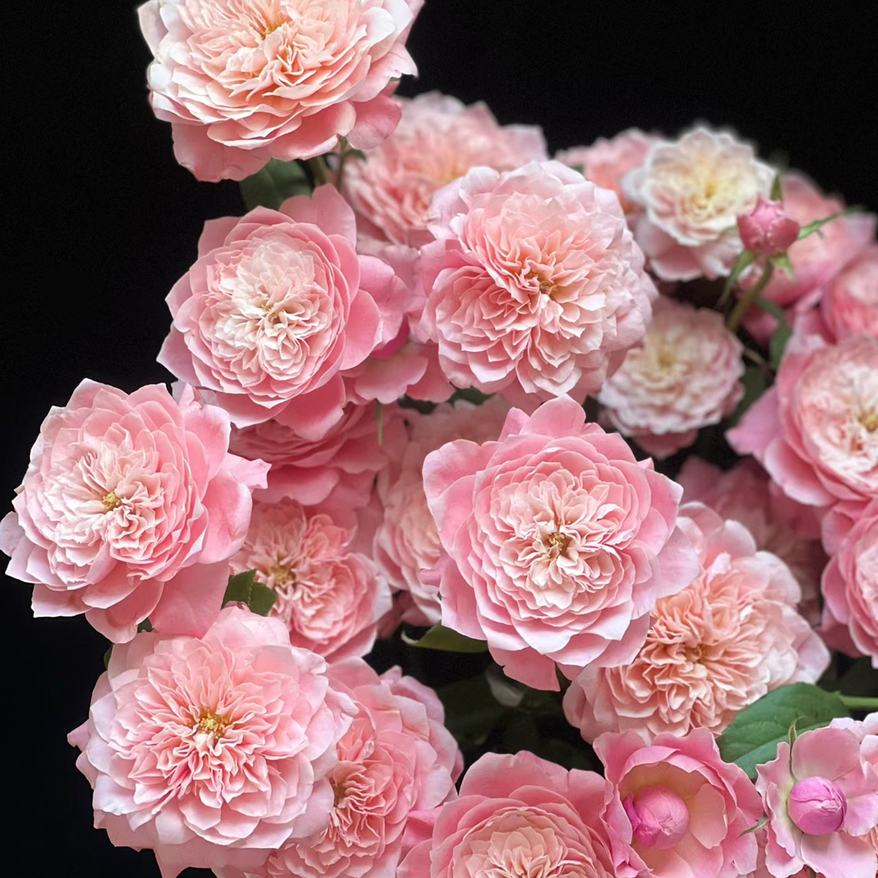 美琴【颜值多头】该品不耐运输，请凑单升级快递保护花花