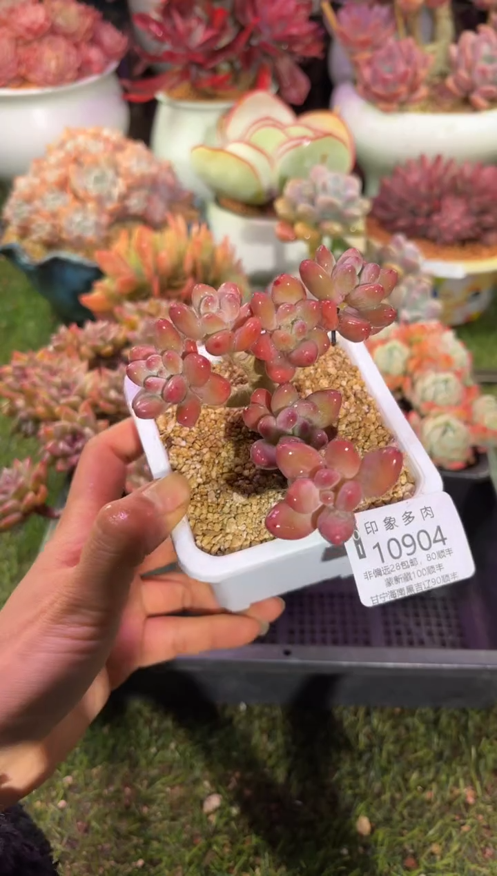 【闪购商品】10904