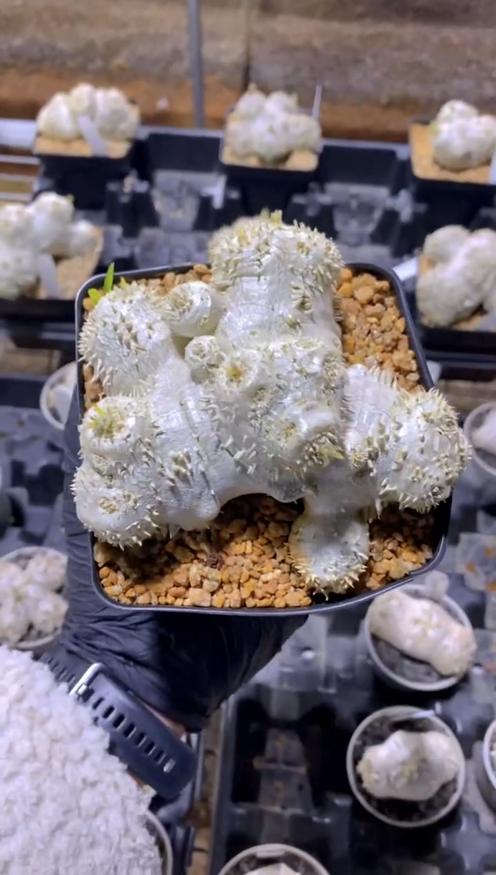 【闪购商品】惠比须笑FA-8388