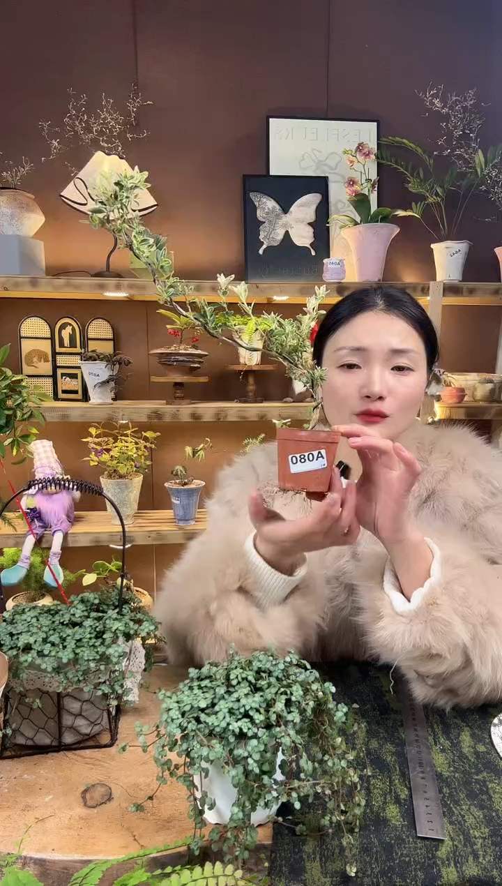 无花朵080金边六月雪育苗盆