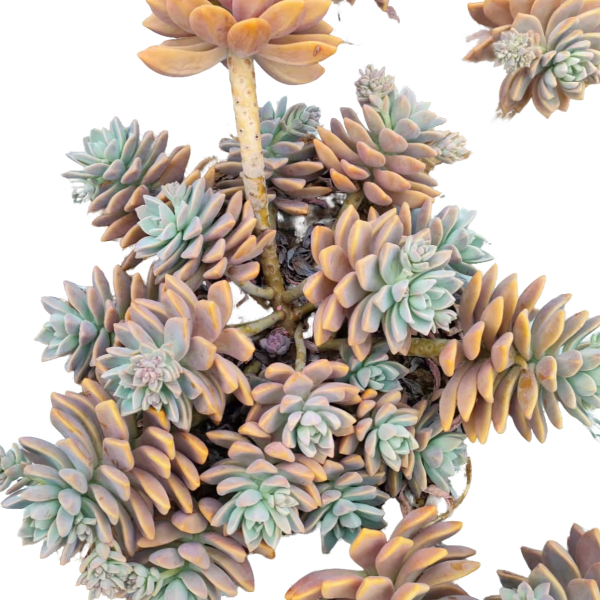 淡雪  新手必拍  耐寒耐热多肉植物