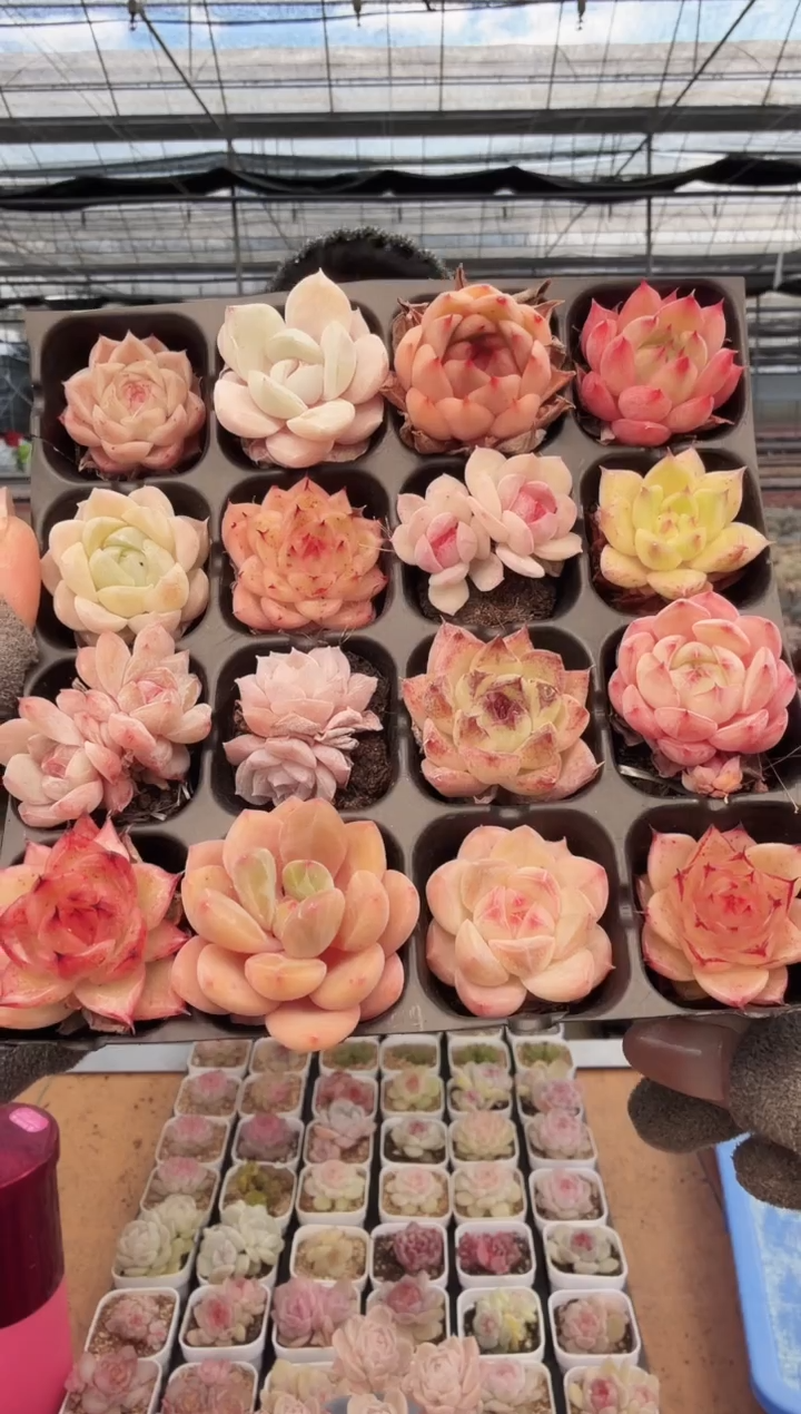 东云多肉园新款-211