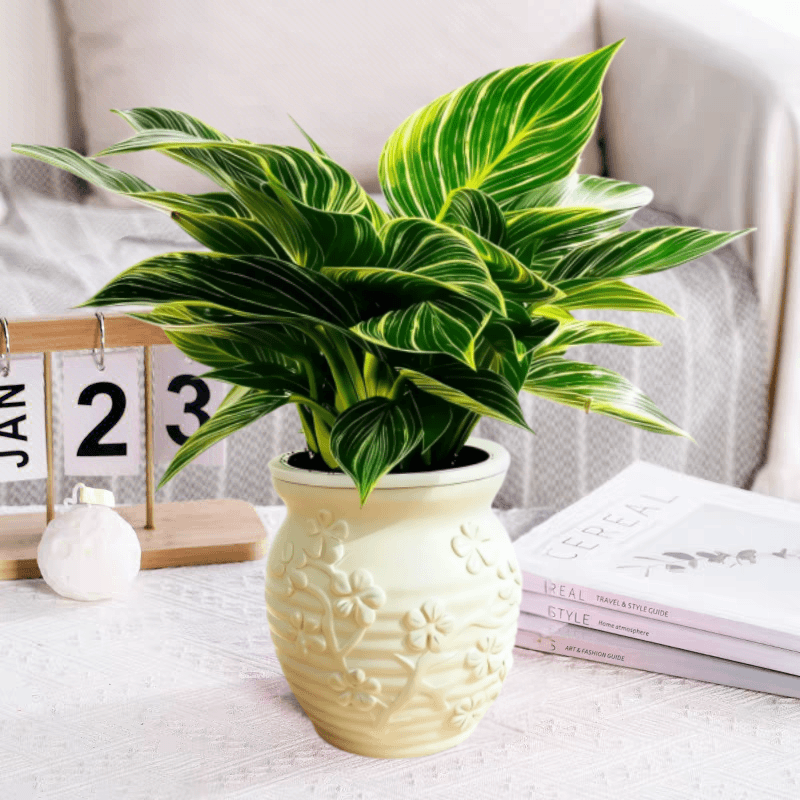 【铂金钻】盆栽室内绿公主植物客厅阳台植物净化空气吸除甲醛好养