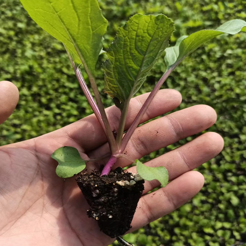 武汉洪山红菜苔耐寒红菜苔苗老品种红菜苔苗湖北洪山红菜苔苗秧苗