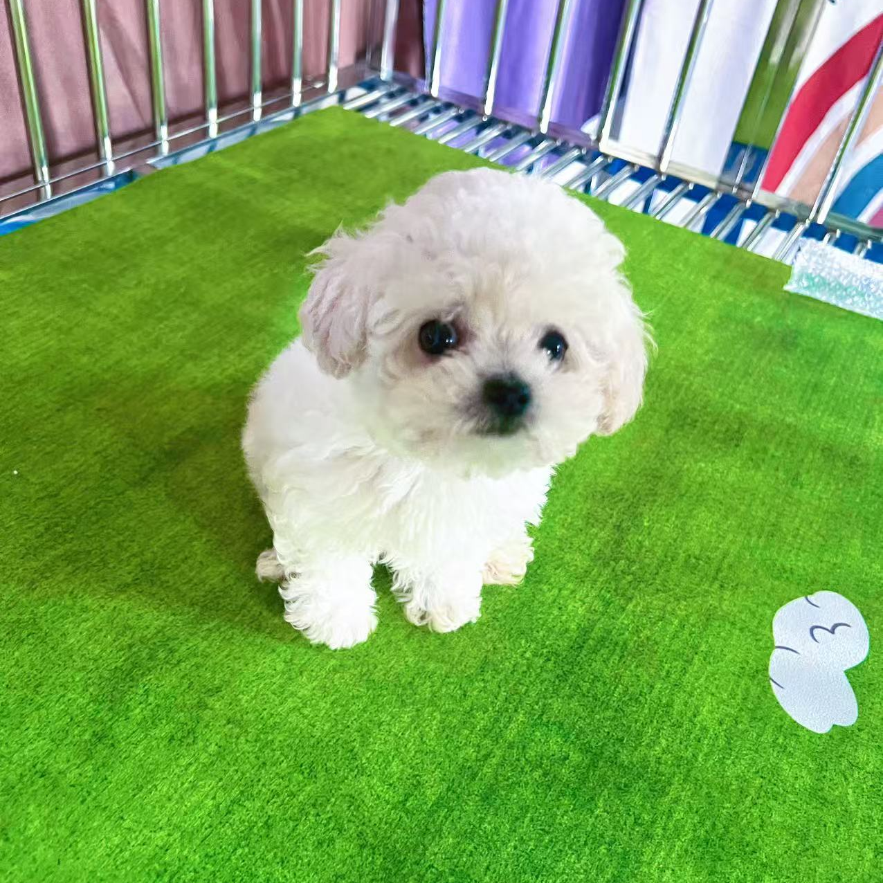 《锦林萌宠》精品韩系小体比熊犬专拍链接