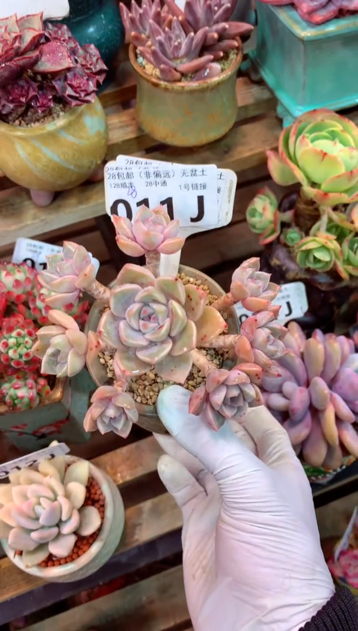 011J（一物一拍，精品多肉，w所见即所得 ）