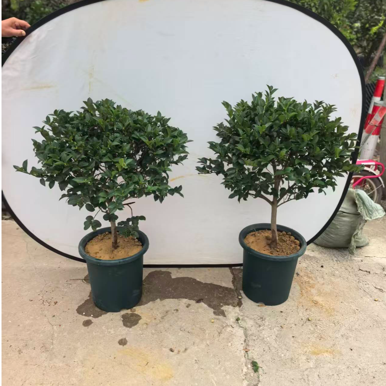 （一物一拍）冬季开花神器茶梅 四季常绿