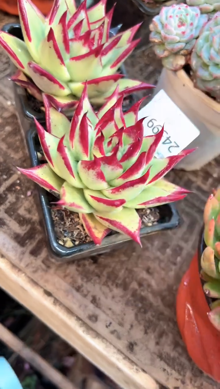 多肉植物一物一拍24399