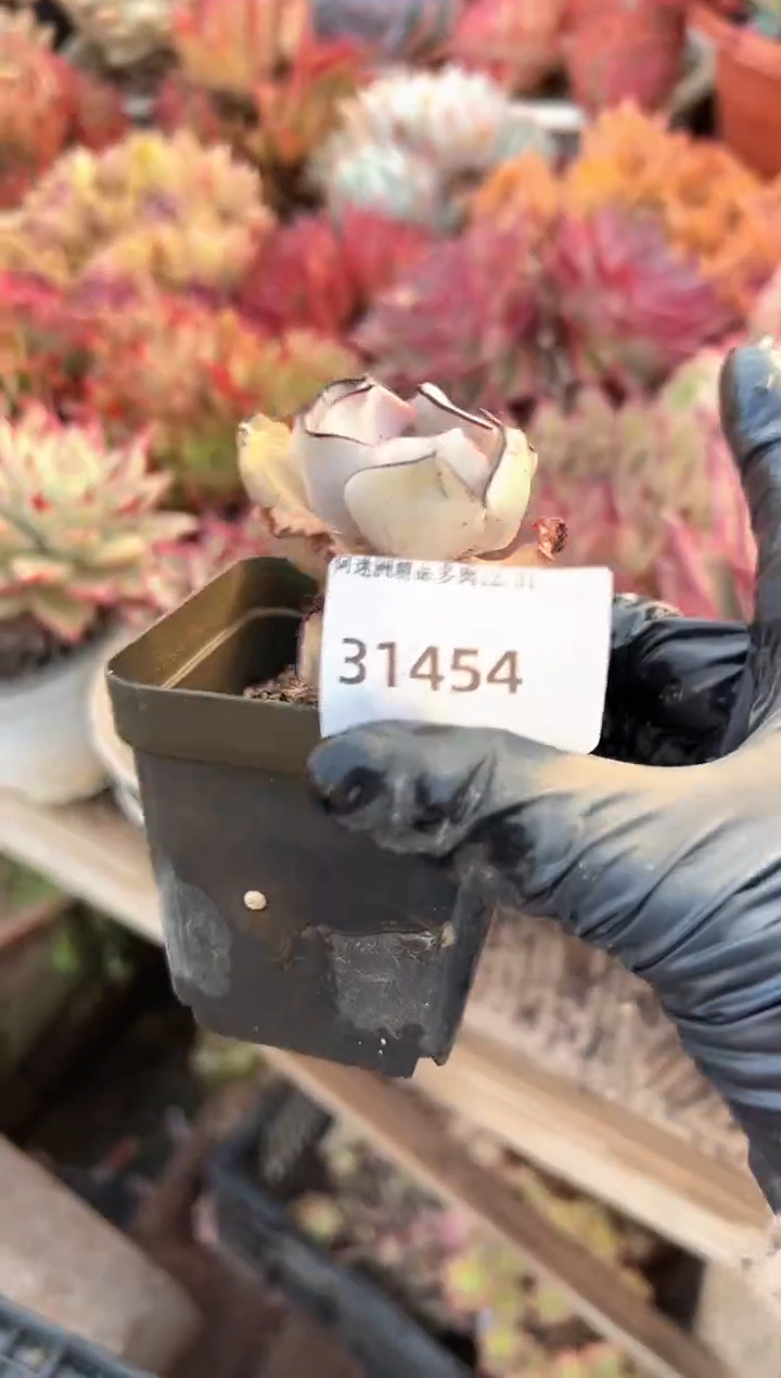 w****精多肉植物一物一拍31454