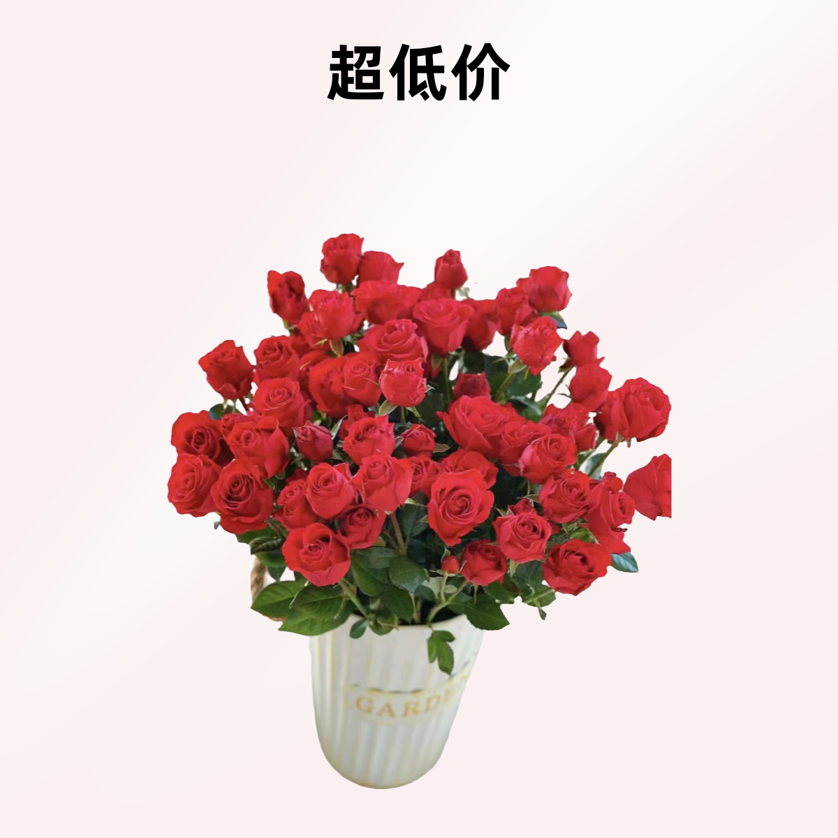 【霓虹】云南斗南基地现采现发品质好霓虹多头玫瑰10支